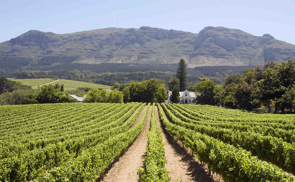 franschhoek winery