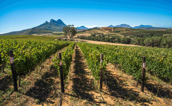 cape winelands Franschhoek.