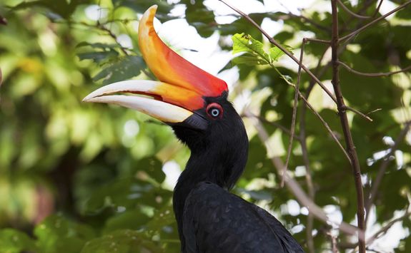 hornbill