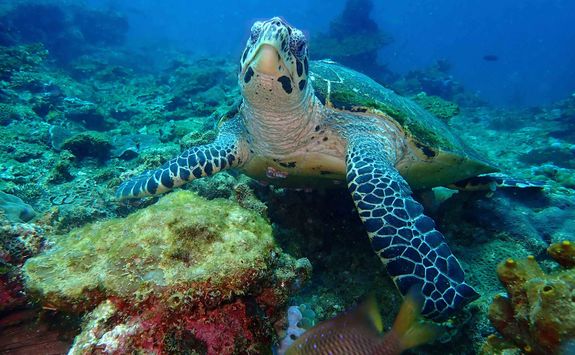 turtle