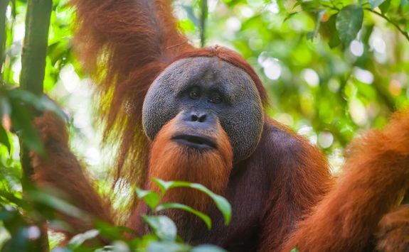 orangutan close up
