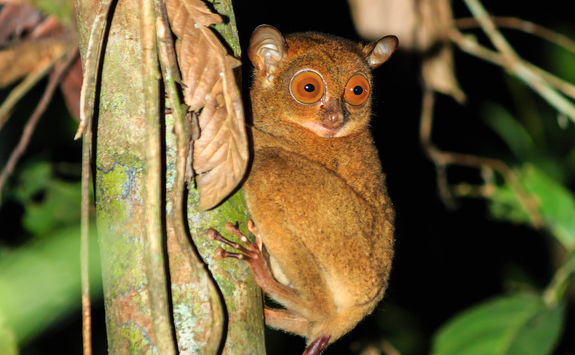 tarsier at night