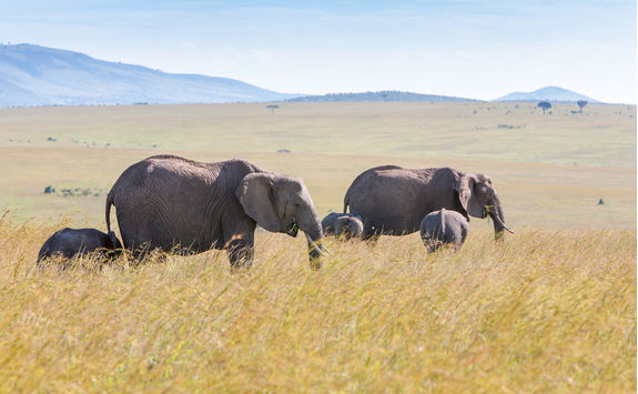 elephant family savanna