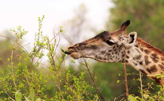 giraffe close_up