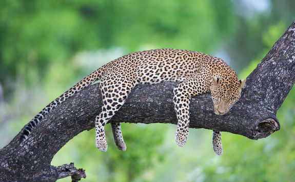 leopard sleeping in tree