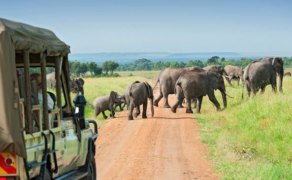 safari car elephants