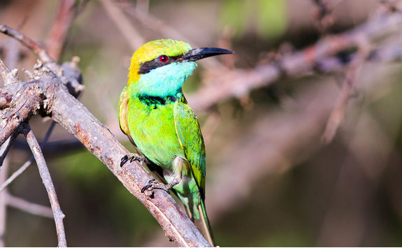 bee eater bird zambia