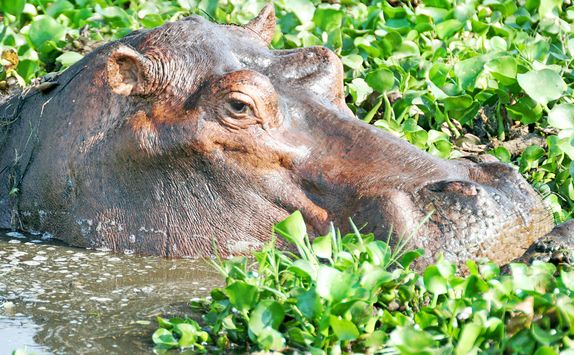 hippo pond