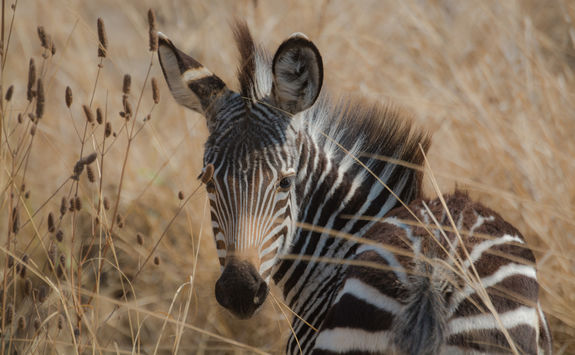 zebra close up