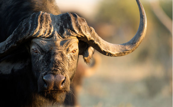 buffalo detail