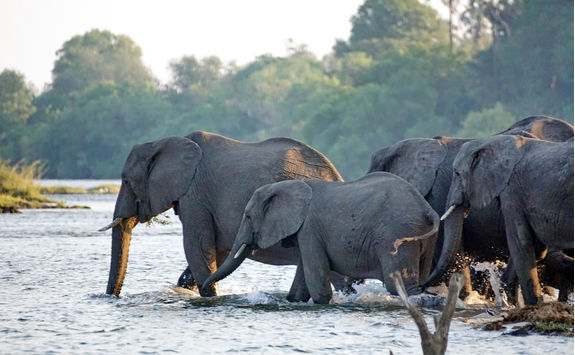 elephants crossing zambezi