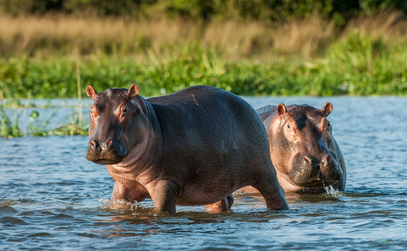 hippos river