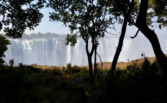 victoria falls through trees