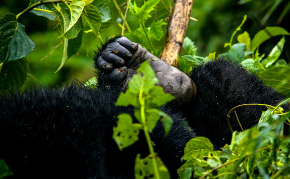 close up gorilla foot