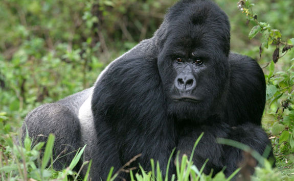 close up male mountain gorilla