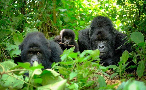 gorilla family volcanoes national park