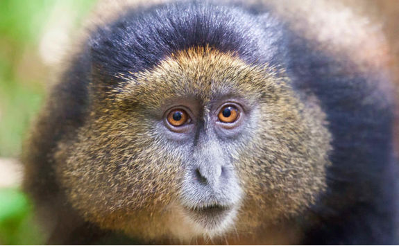 close up golden monkey