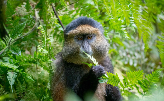 golden monkey in volcanoes national park