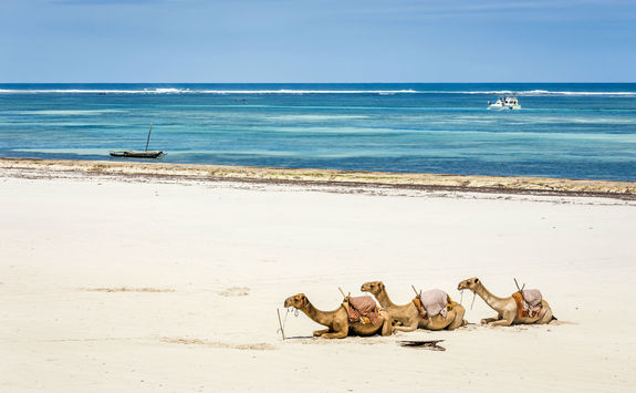 camel on diani beach