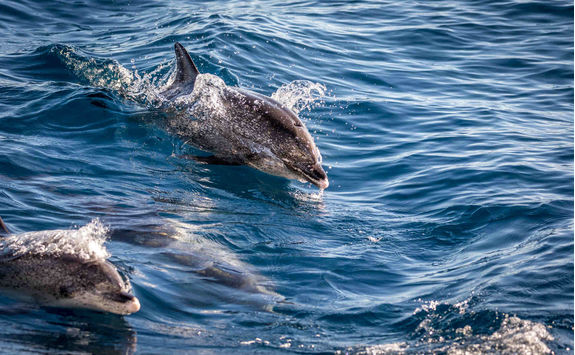 dolphin spotting