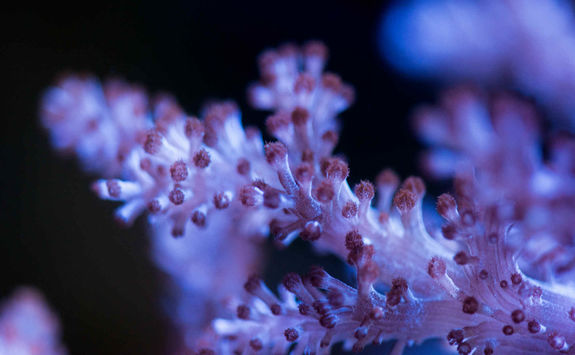 kenya tree coral
