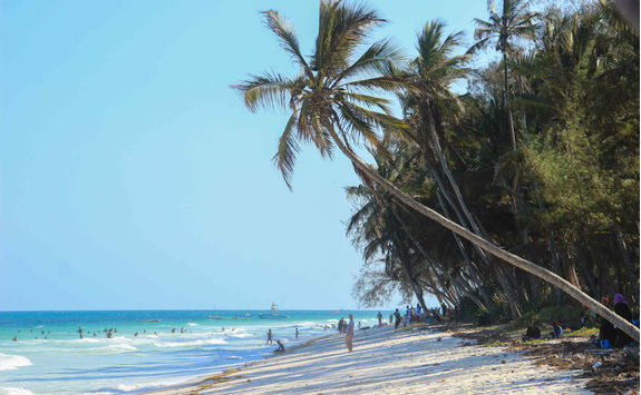 palm tree diani beach