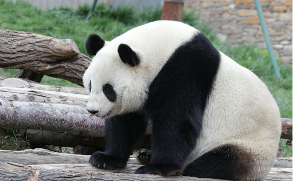 giant panda at dujiangyan