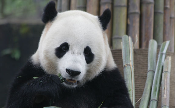 Panda in dujiangyan base