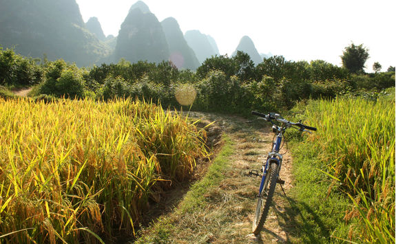 rice fields landscape bicycle
