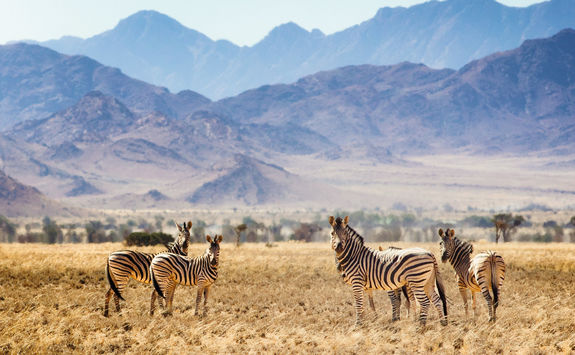 hartmann mountain zebras