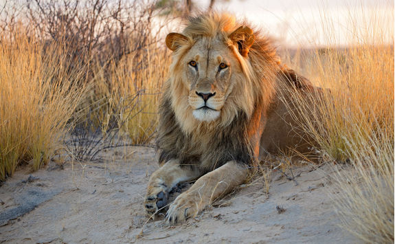 male lion kalahari desert