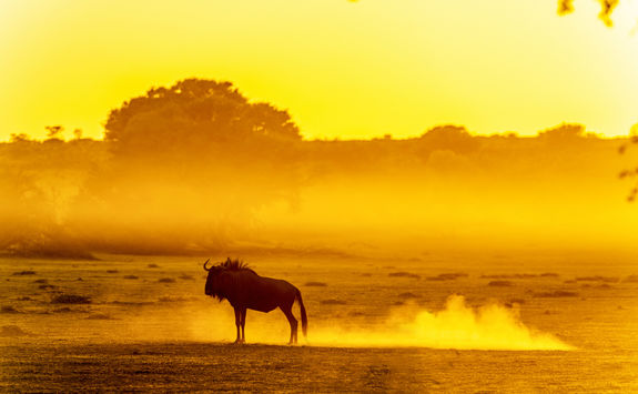 wilderbeast dusty kalahari dawn
