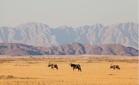 gemsbok in naukluft park