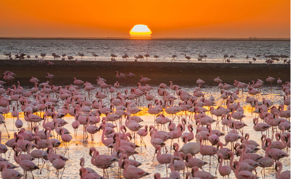 flamingos waterfront sunset
