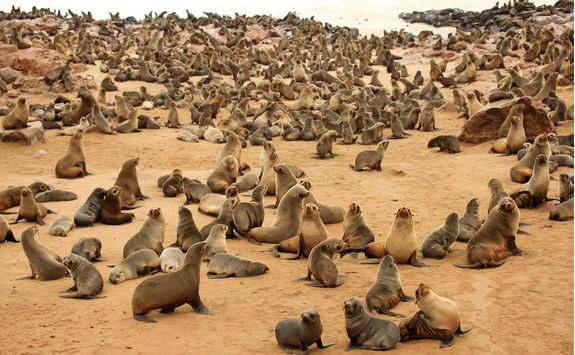 cape cross seal colony