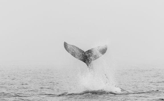 humpback whale fin walvis bay