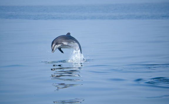 dolphin jumping swakopmund