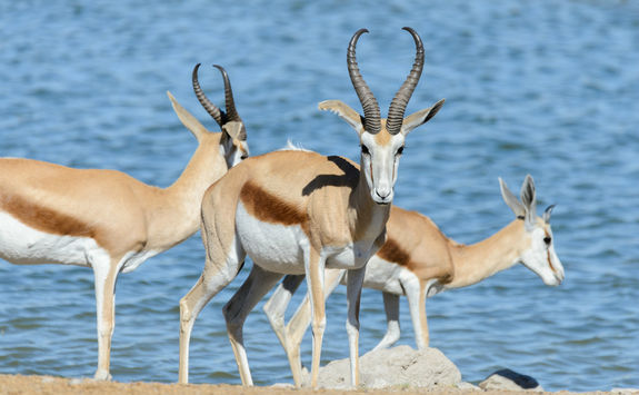 gemsbok by waterhole