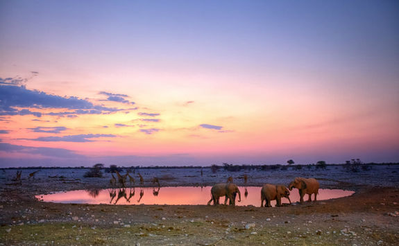 animals by the waterhole