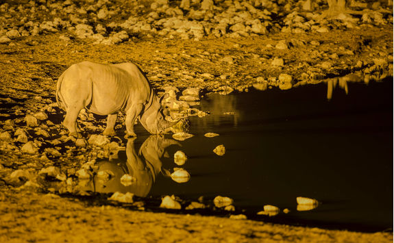 rhino drinking floodlit waterhole