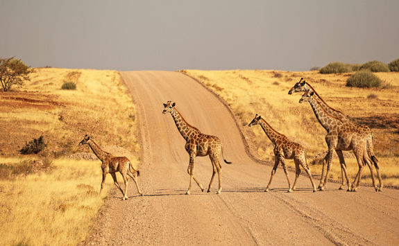 group of giraffles crossing a gravel road