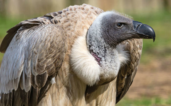 close up white backed vulture