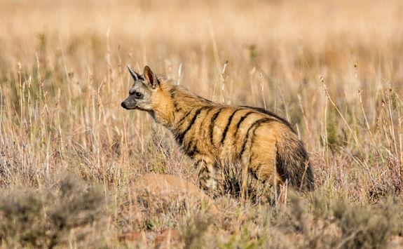 aardwolves foraging