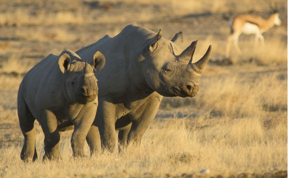 mother and baby black rhino