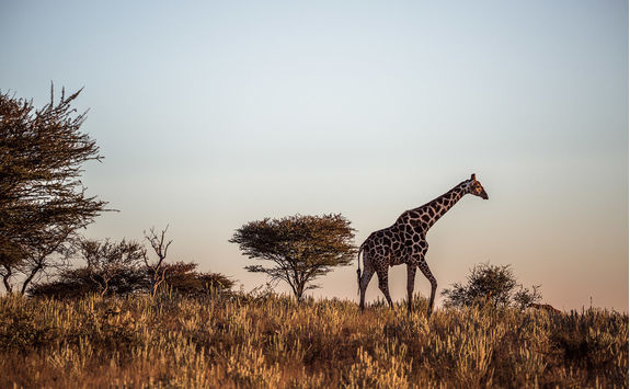 giraffe namibia