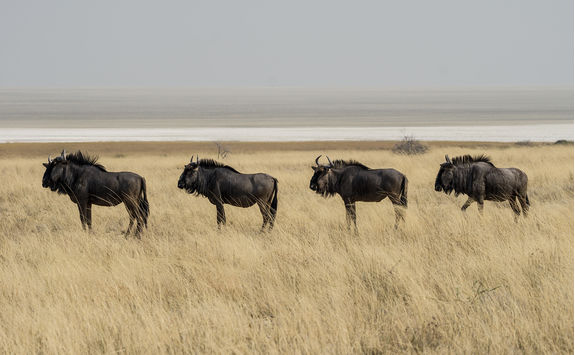 gnus namibia