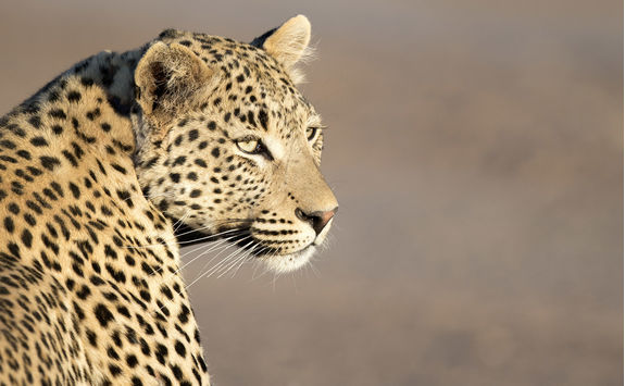 leopard close up
