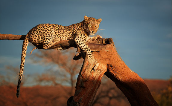 leopard namibia