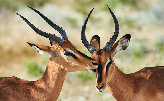 impala close up