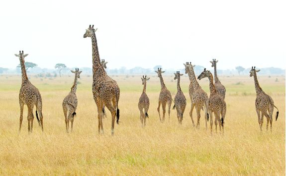 giraffe herd